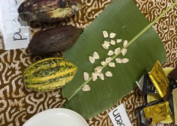 image00004_original_copy_1_copy_1