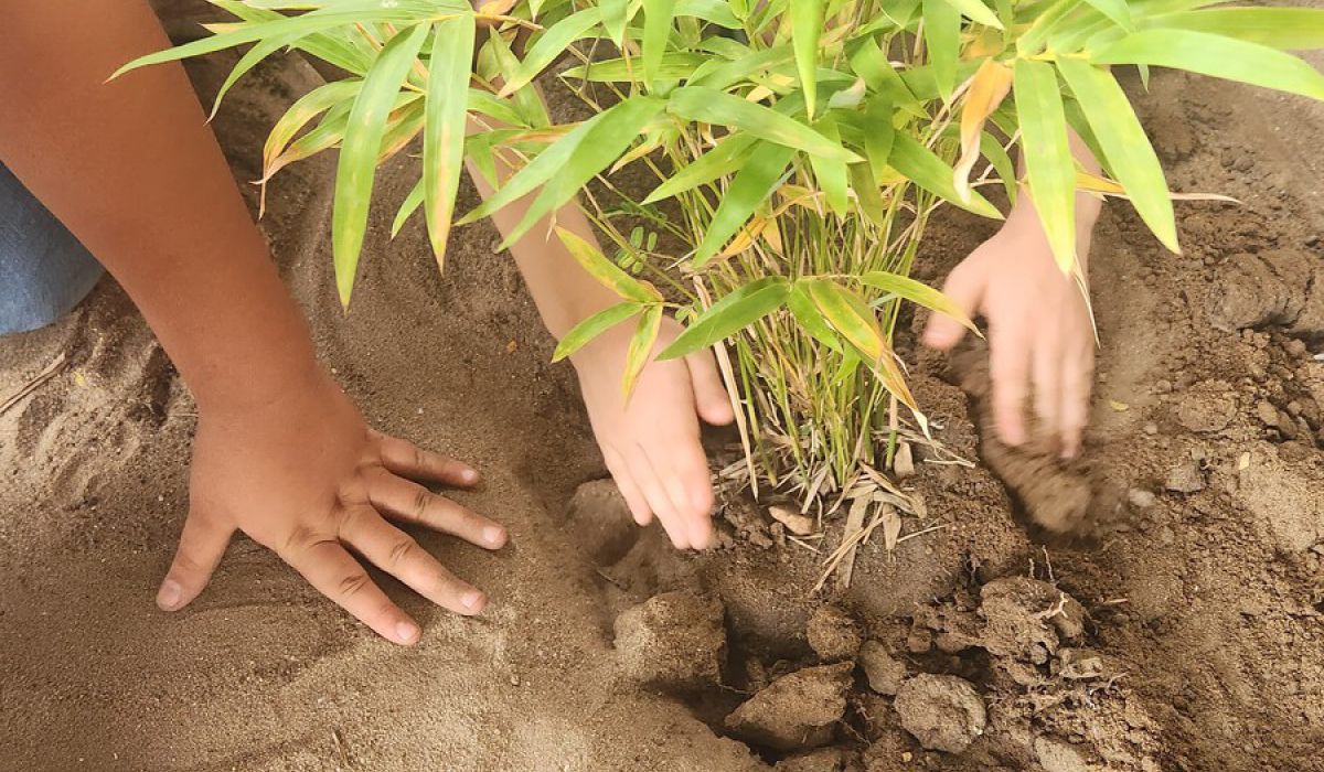 🌱 Putting Down Roots Together – Our Bamboo Planting Initiative at the End of the Year